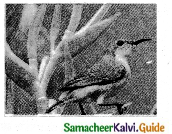 Samacheer Kalvi 6th Tamil Guide Chapter 2.3 சிறகின் ஓசை 1