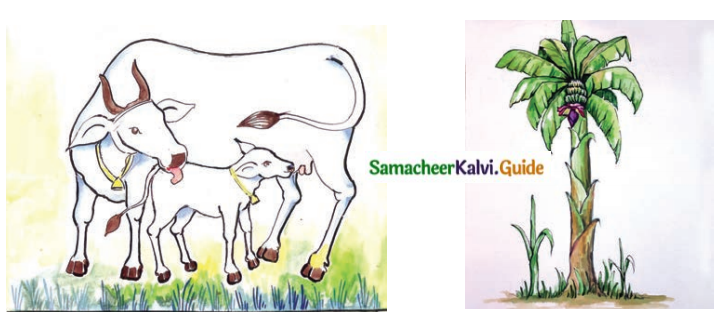 Samacheer Kalvi 8th Tamil Guide Chapter 8.5 யாப்பு இலக்கணம் 3