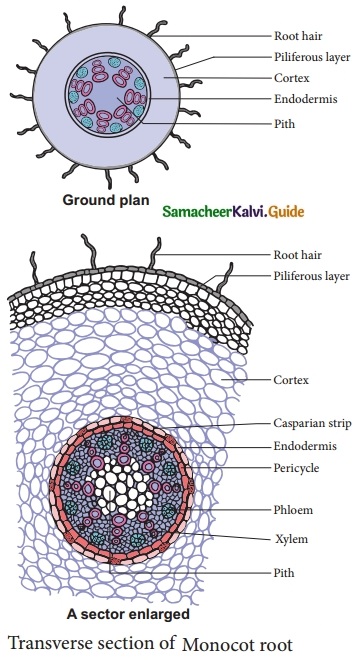 Samacheer Kalvi 10th Science Guide Chapter 12 Plant Anatomy and Plant Physiology 15