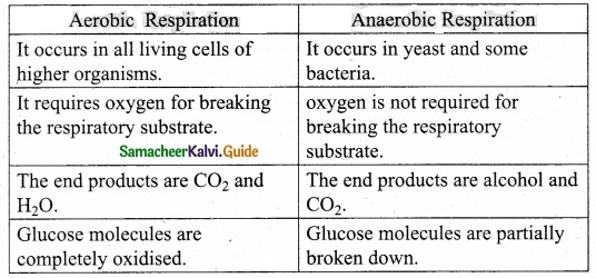 Samacheer Kalvi 10th Science Guide Chapter 12 Plant Anatomy and Plant Physiology 6