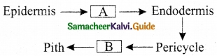 Samacheer Kalvi 10th Science Guide Chapter 12 Plant Anatomy and Plant Physiology 9