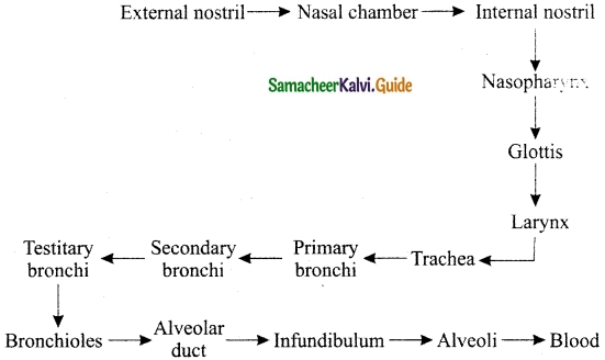 Samacheer Kalvi 10th Science Guide Chapter 13 Structural Organisation of Animals 7