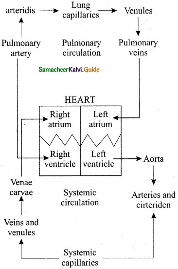 Samacheer Kalvi 10th Science Guide Chapter 14 Transportation in Plants and Circulation in Animals 8