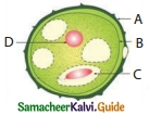 Samacheer Kalvi 10th Science Guide Chapter 17 Reproduction in Plants and Animals 4