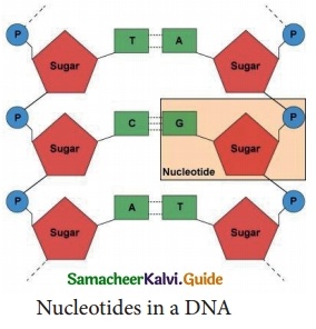Samacheer Kalvi 10th Science Guide Chapter 18 Heredity 2