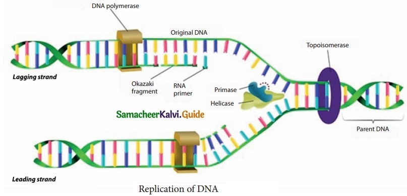 Samacheer Kalvi 10th Science Guide Chapter 18 Heredity 4