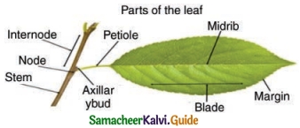 Samacheer Kalvi 6th Science Guide Term 1 Chapter 4 The Living World of Plants 6