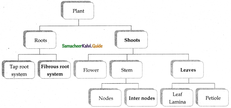 Samacheer Kalvi 6th Science Guide Term 1 Chapter 4 The Living World of Plants 7