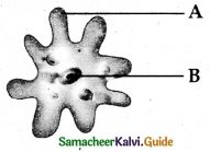 Samacheer Kalvi 6th Science Guide Term 1 Chapter 5 Living World of Animals 2