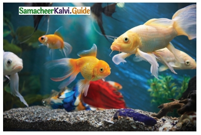 Samacheer Kalvi 6th Science Guide Term 2 Chapter 4 Air 2