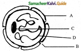 Samacheer Kalvi 6th Science Guide Term 2 Chapter 5 The Cell 10