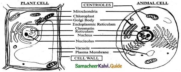 Samacheer Kalvi 6th Science Guide Term 2 Chapter 5 The Cell 4
