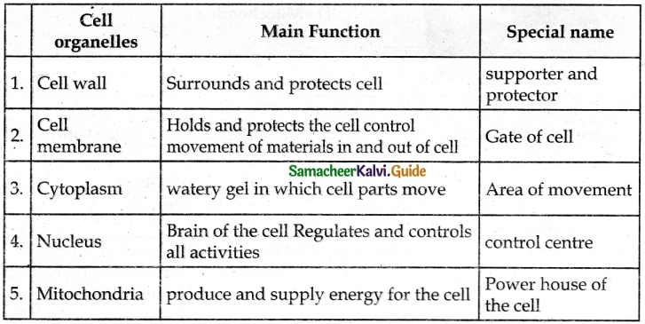 Samacheer Kalvi 6th Science Guide Term 2 Chapter 5 The Cell 5