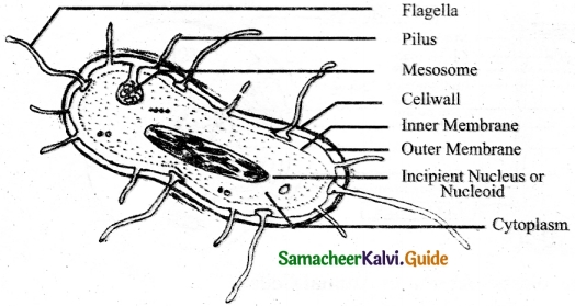 Samacheer Kalvi 6th Science Guide Term 2 Chapter 5 The Cell 6