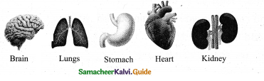 Samacheer Kalvi 4th Science Guide Term 1 Chapter 1 my body 4