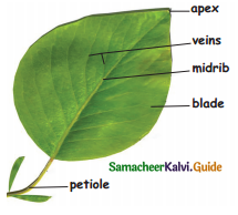 Samacheer Kalvi 4th Science Guide Term 2 chapter 3 Plants 17