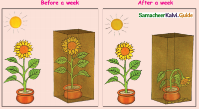 Samacheer Kalvi 4th Science Guide Term 2 chapter 3 Plants 18