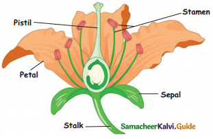 Samacheer Kalvi 4th Science Guide Term 2 chapter 3 Plants 21