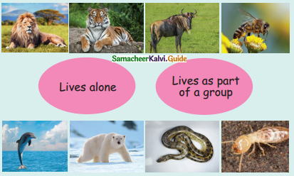 Samacheer Kalvi 4th Science Guide Term 3chapter 2 Life of animals 15
