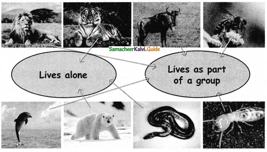 Samacheer Kalvi 4th Science Guide Term 3chapter 2 Life of animals 3