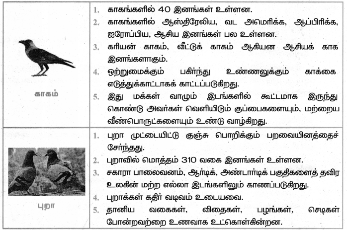 Samacheer Kalvi 4th Tamil Guide Chapter 21 காட்டுக்குள்ளே பாட்டுப்போட்டி 6