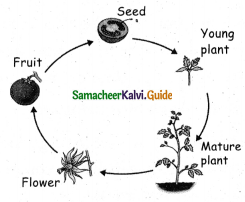 Samacheer Kalvi 5th Science Guide Term 2 Chapter 3 Plants 12