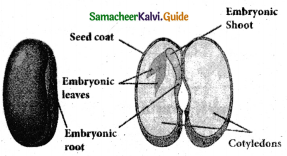 Samacheer Kalvi 5th Science Guide Term 2 Chapter 3 Plants 9
