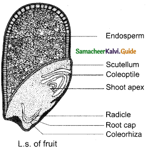 Samacheer Kalvi 12th Bio Botany Guide Chapter 1 Asexual and Sexual Reproduction in Plants (10)