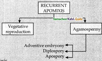 Samacheer Kalvi 12th Bio Botany Guide Chapter 1 Asexual and Sexual Reproduction in Plants (11)