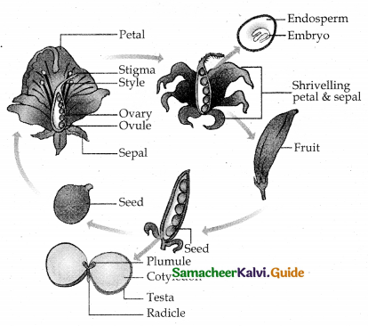 Samacheer Kalvi 12th Bio Botany Guide Chapter 1 Asexual and Sexual Reproduction in Plants (2)