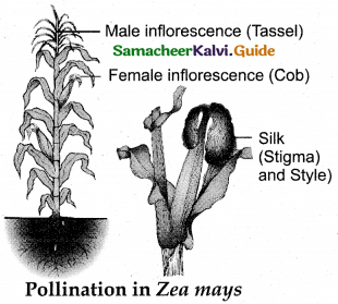 Samacheer Kalvi 12th Bio Botany Guide Chapter 1 Asexual and Sexual Reproduction in Plants (20)