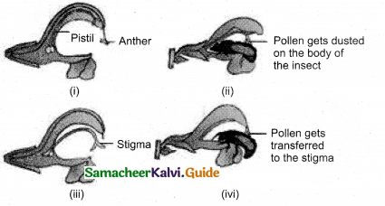 Samacheer Kalvi 12th Bio Botany Guide Chapter 1 Asexual and Sexual Reproduction in Plants (21)