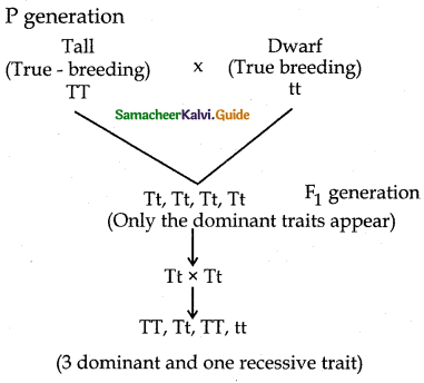 Samacheer Kalvi 12th Bio Botany Guide Chapter 2 Classical Genetics 1