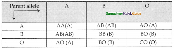 Samacheer Kalvi 12th Bio Botany Guide Chapter 2 Classical Genetics 10