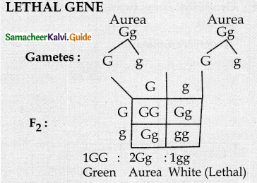 Samacheer Kalvi 12th Bio Botany Guide Chapter 2 Classical Genetics 26