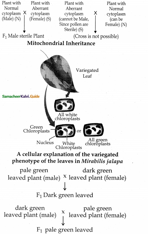Samacheer Kalvi 12th Bio Botany Guide Chapter 2 Classical Genetics 7