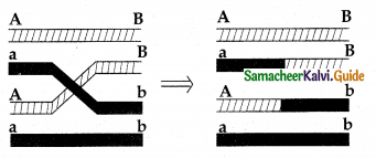 Samacheer Kalvi 12th Bio Botany Guide Chapter 3 Chromosomal Basis of Inheritance 16