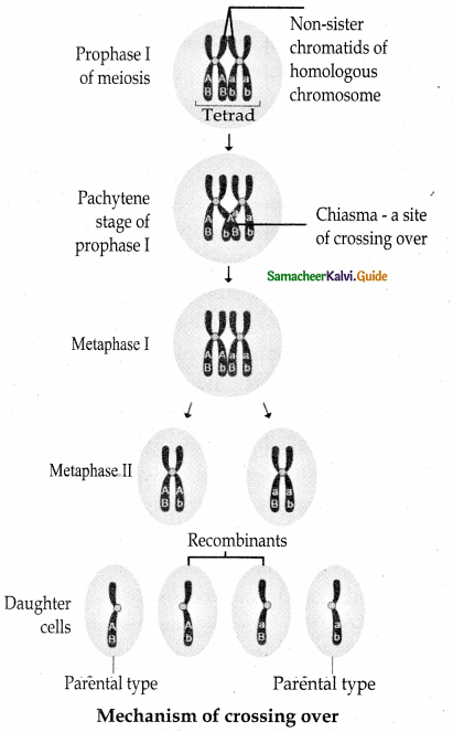 Samacheer Kalvi 12th Bio Botany Guide Chapter 3 Chromosomal Basis of Inheritance 9