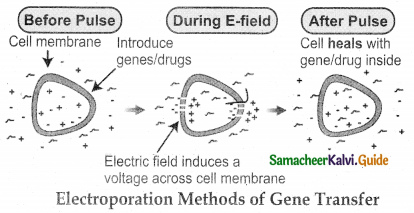 Samacheer Kalvi 12th Bio Botany Guide Chapter 4 Principles and Processes of Biotechnology 6