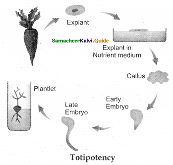 Samacheer Kalvi 12th Bio Botany Guide Chapter 5 Plant Tissue Culture 3