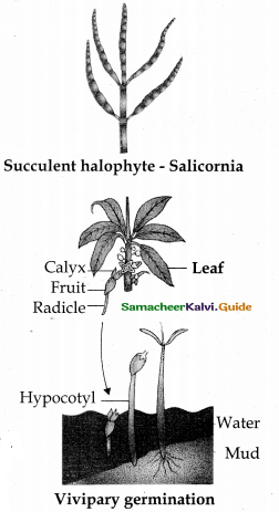 Samacheer Kalvi 12th Bio Botany Guide Chapter 6 Principles of Ecology 16