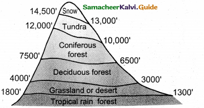 Samacheer Kalvi 12th Bio Botany Guide Chapter 6 Principles of Ecology 22