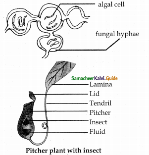 Samacheer Kalvi 12th Bio Botany Guide Chapter 6 Principles of Ecology 29