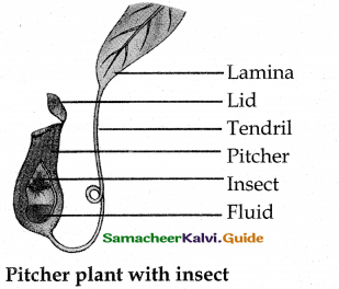 Samacheer Kalvi 12th Bio Botany Guide Chapter 6 Principles of Ecology 7