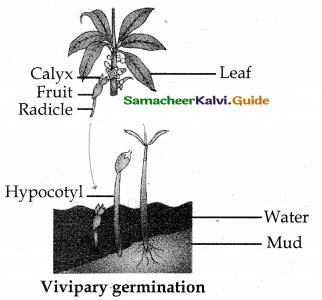 Samacheer Kalvi 12th Bio Botany Guide Chapter 6 Principles of Ecology 9