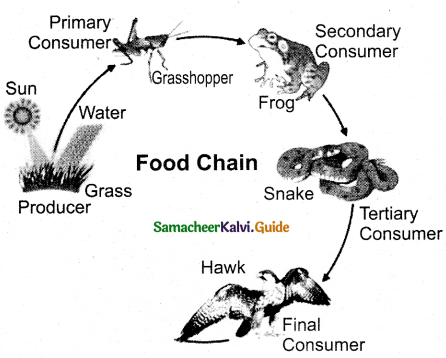 Samacheer Kalvi 12th Bio Botany Guide Chapter 7 Ecosystem 1