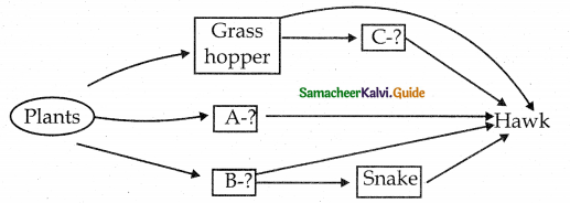 Samacheer Kalvi 12th Bio Botany Guide Chapter 7 Ecosystem 11