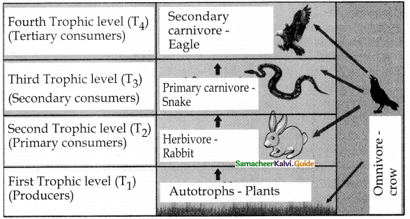 Samacheer Kalvi 12th Bio Botany Guide Chapter 7 Ecosystem 13