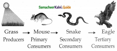 Samacheer Kalvi 12th Bio Botany Guide Chapter 7 Ecosystem 16