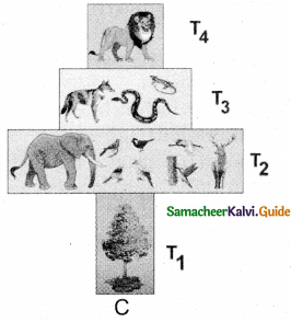 Samacheer Kalvi 12th Bio Botany Guide Chapter 7 Ecosystem 3